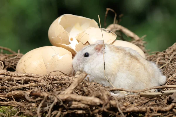 Campbell Dwarf Hamster Foraging Domestic Chicken Nest Rodent Has Scientific — Stockfoto