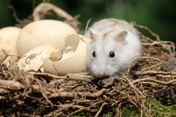 Campbell Dwarf Hamster Foraging Domestic Chicken Nest Rodent Has Scientific — Stockfoto