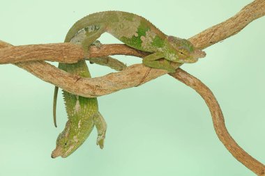 İki genç Fischer bukalemunu ağaç dallarında sürünüyor. Bu sürüngenin bilimsel adı Kinyongia fischeri..