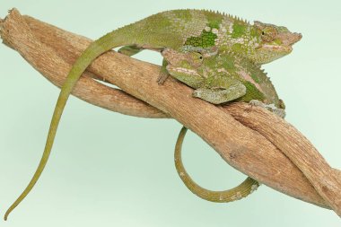 İki genç Fischer bukalemunu ağaç dallarında sürünüyor. Bu sürüngenin bilimsel adı Kinyongia fischeri..