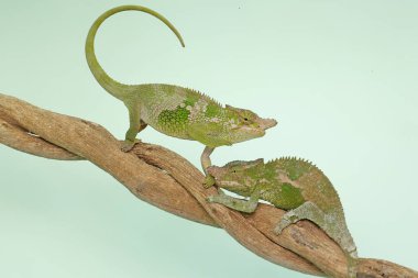 İki genç Fischer bukalemunu ağaç dallarında sürünüyor. Bu sürüngenin bilimsel adı Kinyongia fischeri..