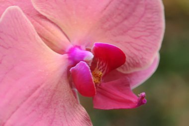 Çiçek açmış bir güve orkidesinin güzelliği. Bu güzel çiçeğin bilimsel adı Phalaenopsis sp.