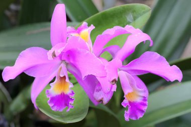 Cattlianthe mantini orkidesinin güzelliği. Bu orkide, süs bitkileri için yaygın olarak ekilmiştir.. 