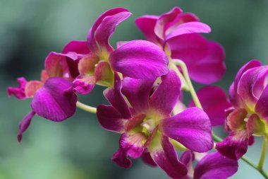 Mor bir aşçı kasabası orkideleri koleksiyonu. Bu güzel çiçekli orkidenin bilimsel adı Dendrobium sp..