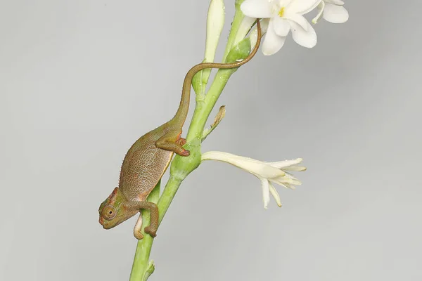 Young Fischer Chameleon Crawling Polianthes Tuberosa Flowers Reptile Has Scientific — Stok fotoğraf