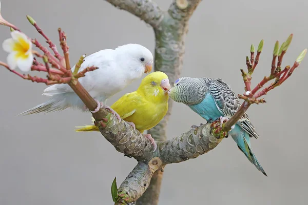 Three Parakeets Resting Frangipani Tree Trunk Beautiful Colored Bird Has — Stock Photo, Image