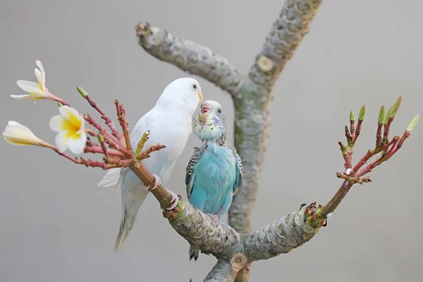 Two Parakeets Resting Frangipani Tree Trunk Beautiful Colored Bird Has — стоковое фото