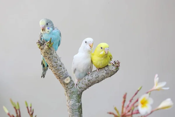 Trois Perruches Reposant Sur Tronc Arbre Frangipani Bel Oiseau Couleur — Photo