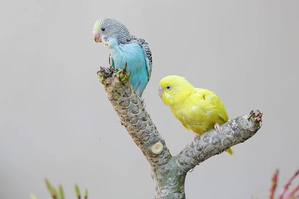 Två Parakiter Som Vilar Frangipani Trädstam Denna Vackra Färgade Fågel — Stockfoto