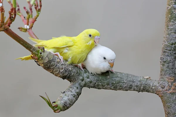 Two Parakeets Resting Frangipani Tree Trunk Beautiful Colored Bird Has — Stock Photo, Image