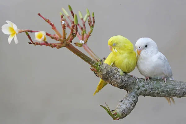 Two Parakeets Resting Frangipani Tree Trunk Beautiful Colored Bird Has — Stock Fotó