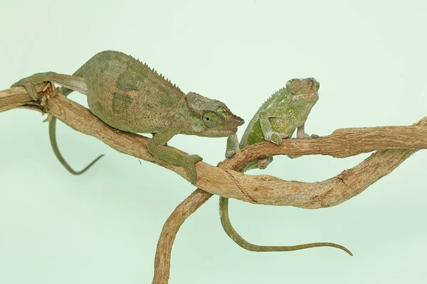 Two Young Fischer Chameleons Crawling Tree Branches Reptile Has Scientific — Photo