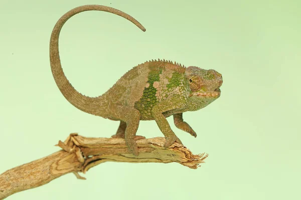 Young Fischer Chameleon Crawling Tree Branches Reptile Has Scientific Name — Photo