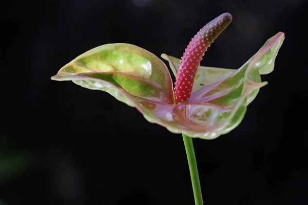 Beauty Anthuriun Flower Full Bloom Plant Has Scientific Name Anthurium — Photo