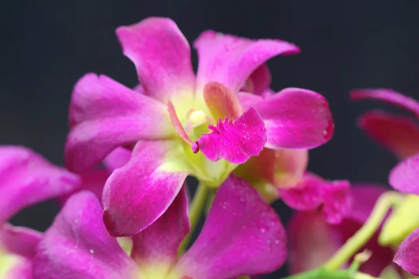 Kolekce Fialových Orchidejí Plném Květu Tato Krásná Kvetoucí Orchidej Vědecké — Stock fotografie