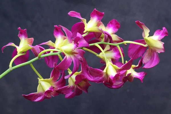 Lila Főzővárosi Orchideák Gyűjteménye Virágzik Ennek Gyönyörű Virágzó Orchideának Tudományos — Stock Fotó