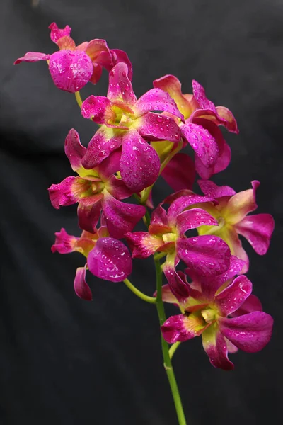 Kolekcja Purpurowych Orchidei Cooktown Nym Rozkwicie Piękna Orchidea Kwitnąca Naukowe — Zdjęcie stockowe