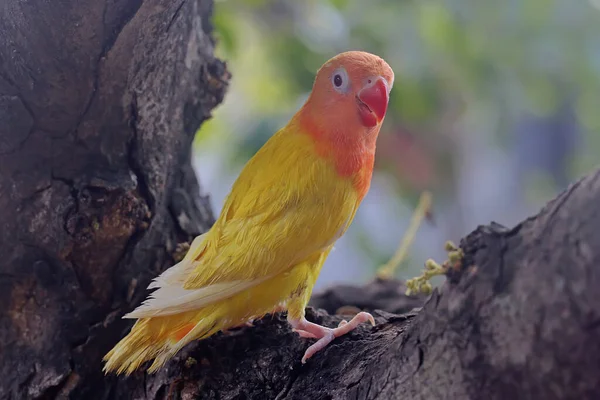Beauty Love Bird Lutino Type Bright Orange Yellow Feather Color — Stock Photo, Image
