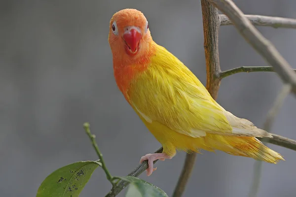 Beauty Love Bird Lutino Type Bright Orange Yellow Feather Color — Stok fotoğraf