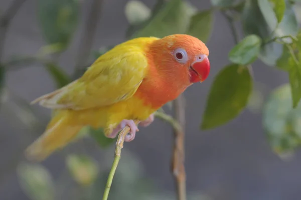 Beauty Love Bird Lutino Type Bright Orange Yellow Feather Color — Stok fotoğraf