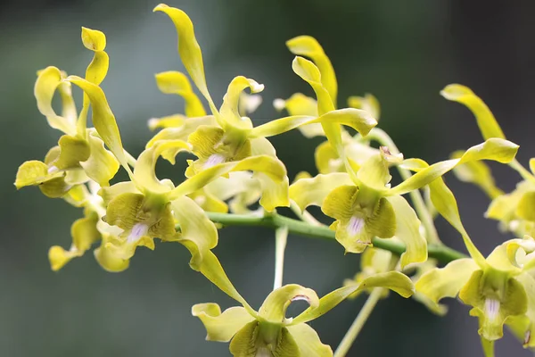 Collection Cooktown Orchids Yellowish Green Full Bloom Beautiful Flowering Orchid — Foto Stock