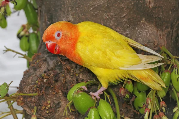 Beauty Love Bird Lutino Type Bright Orange Yellow Feather Color — Stock Photo, Image