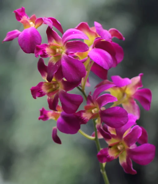 Lila Főzővárosi Orchideák Gyűjteménye Virágzik Ennek Gyönyörű Virágzó Orchideának Tudományos — Stock Fotó