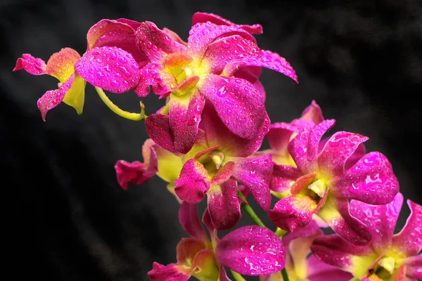 Une Collection Orchidées Violettes Pleine Floraison Cette Belle Orchidée Fleurie — Photo