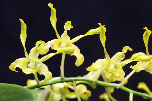 Collection Cooktown Orchids Yellowish Green Full Bloom Beautiful Flowering Orchid — Foto Stock