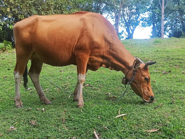 Vaca Joven Bos Javanicus Criada Por Agricultores Bali Indonesia Para —  Fotos de Stock