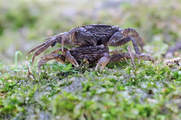 Deux Crabes Des Champs Montrent Une Expression Prête Attaquer Cet — Photo