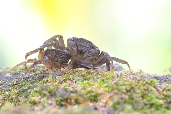 Two Field Crabs Shows Expression Ready Attack Animal Has Scientific — Stockfoto