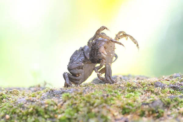 Two Field Crabs Shows Expression Ready Attack Animal Has Scientific — Foto de Stock