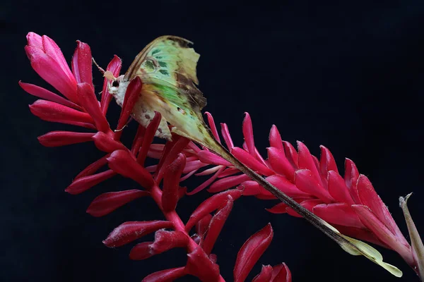 아름다운 색깔의 아름다운 곤충은 아르게 바삭바삭 — 스톡 사진