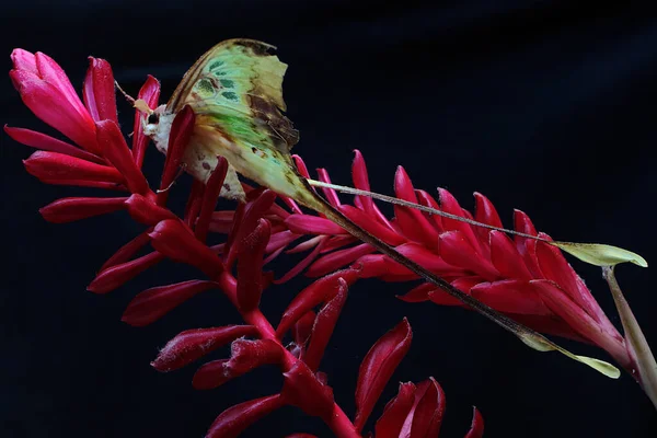 Beautifully Colored Moon Moth Perching Wildflower Beautiful Insect Has Scientific — Stok fotoğraf