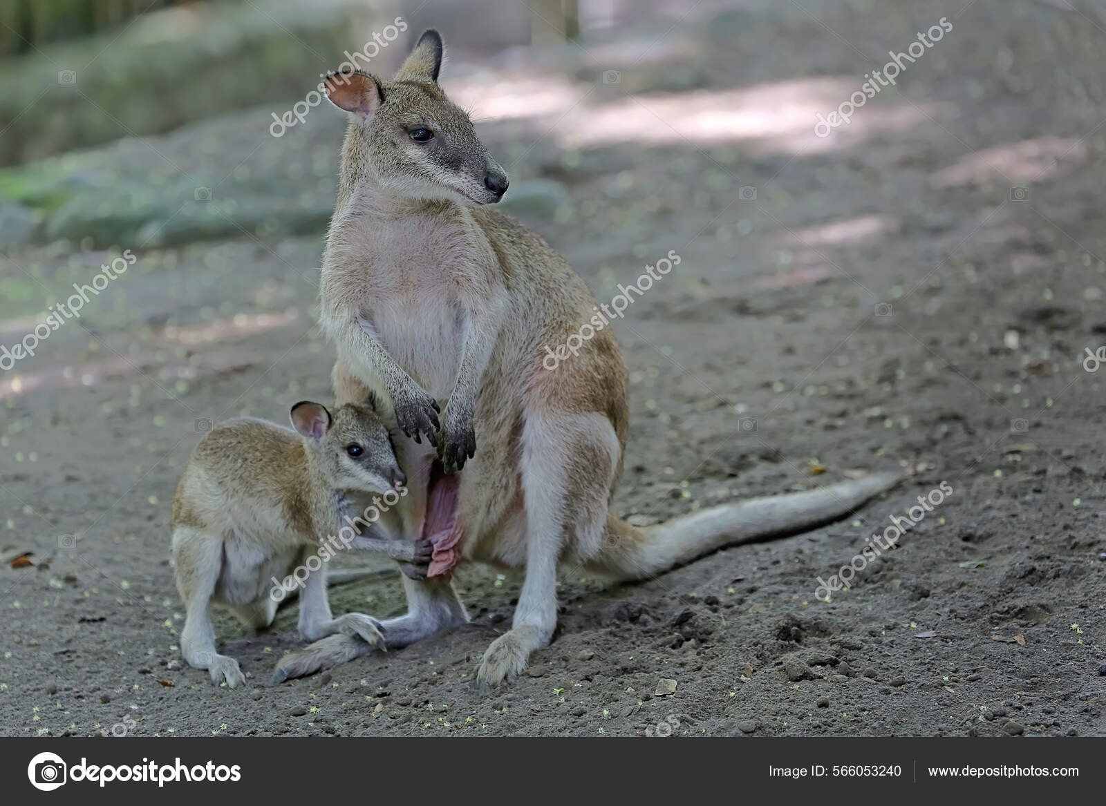 Stock photo of Female Yellow-footed rock wallaby (Petrogale xanthopus)  fending off…. Available for sale on www.naturepl.com