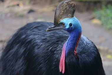 Cassowary 'nin yüzü (Casuarius sp) güzel bir renkle.