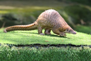 A pangolin is looking for food in the overgrown ground. This thick scaly mammal has the scientific name Manis javanica.