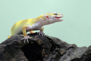 Bir leopar kertenkelesi (Eublepharis macularius) kendine özgü bir şekilde poz verir.