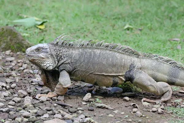 Ένα Πράσινο Ιγκουάνα Iguana Iguana Κάνει Ηλιοθεραπεία Πριν Αρχίσει Τις — Φωτογραφία Αρχείου