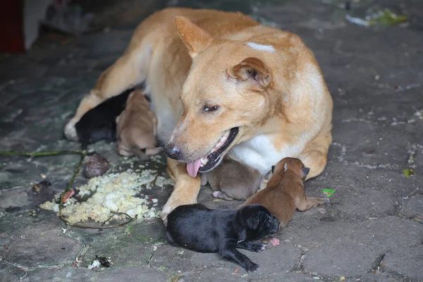 Una Perra Doméstica Madre Está Amamantando Sus Cachorros Recién Nacidos —  Fotos de Stock