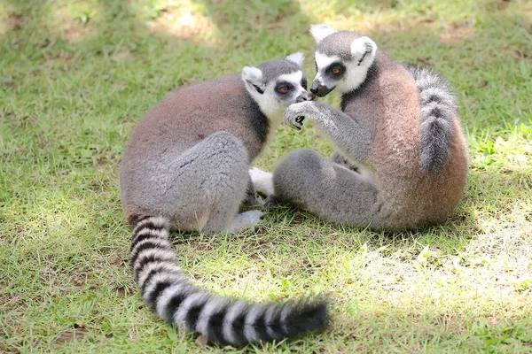 Two ring tailed lemurs playing together. This mammal with a natural habitat in Madagascar has the scientific name Lemur catta.