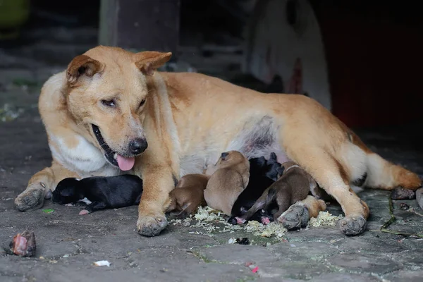 Una Perra Doméstica Madre Está Amamantando Sus Cachorros Recién Nacidos —  Fotos de Stock