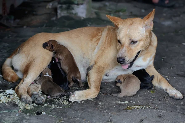 Mother Domestic Dog Nursing Her Newborn Puppies Mammal Which Commonly —  Fotos de Stock