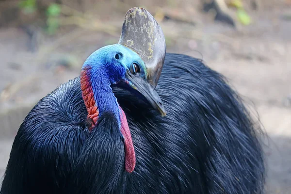 Face Part Cassowary Casuarius Beautiful Color — Stock Photo, Image