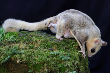 Bir anne şeker planörü iki bebeğini yosun kaplı zeminde emziriyor. Bu keseli memelinin bilimsel adı Petaurus Breviceps..