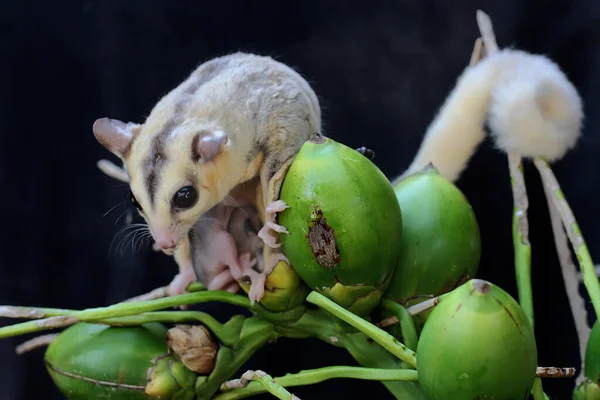 Planeador Azúcar Madre Está Buscando Comida Mientras Sostiene Sus Dos — Foto de Stock