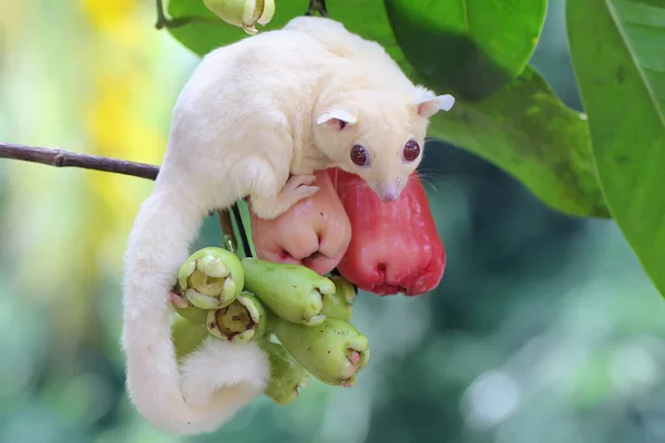 Giovane Aliante Albino Che Mangia Una Mela Acqua Questo Mammifero — Foto Stock