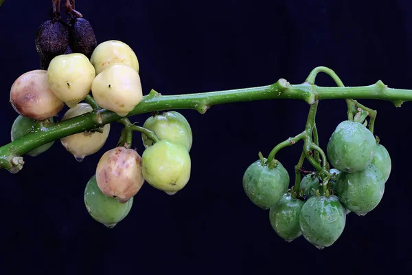 A collection of spherical physical nut fruit. This plant has the scientific name Jatropha curcas.