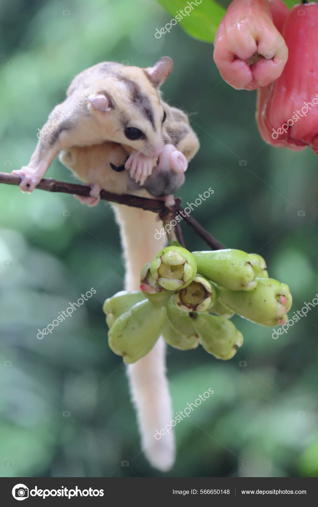 Mother Sugar Glider Eating Water Apples Fruits While Nursing Her Stock